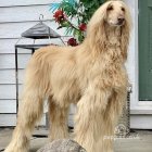 Afghan Hound