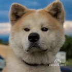 Akita