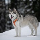 Alaskan Malamute