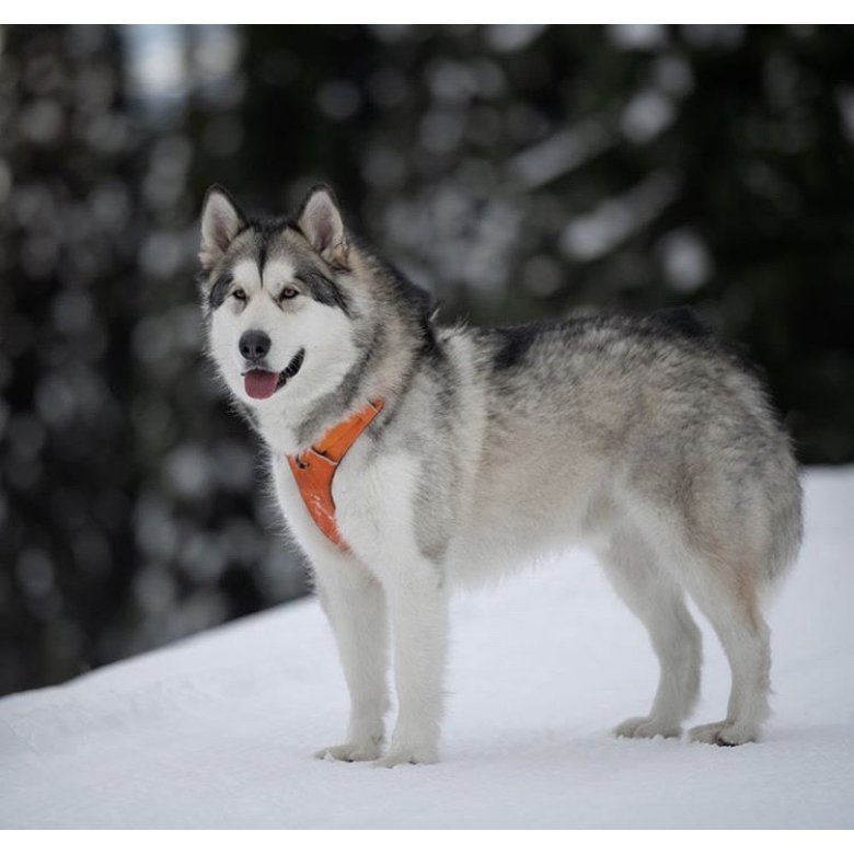 Alaskan Malamute