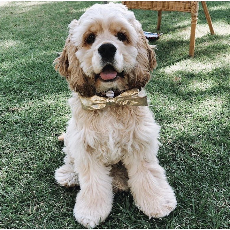 American Cocker Spaniel