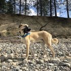 Anatolian Shepherd Dog