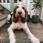 Basset Griffon Vendeen