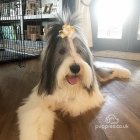 Bearded Collie