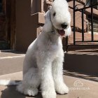 Bedlington Terrier