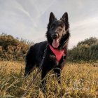 Belgian Shepherd Dog (Groenendael)