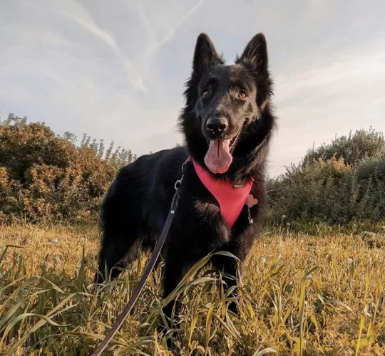 Belgian Malinois For Sale Uk : Aggressive Prolific Stud Belgian Malinois Uk France Line Rush Sale Or Fo Claseek Philippines - Belgian malinois for sale uk.