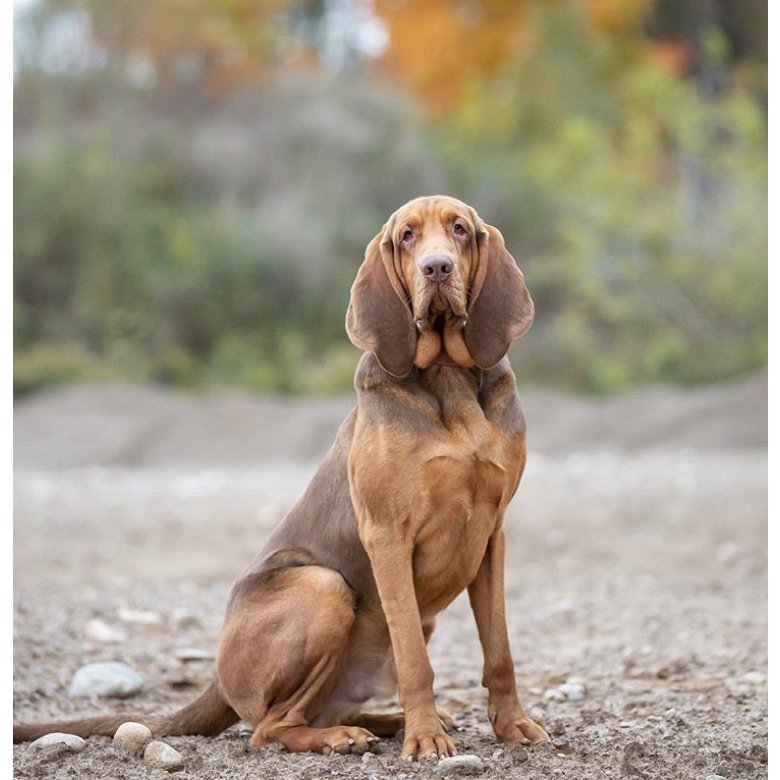 Bloodhound