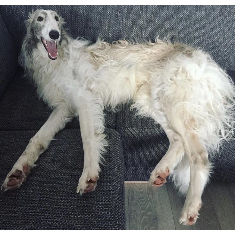 Borzoi