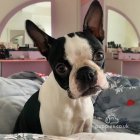 Boston Terrier