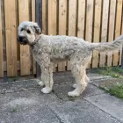 Bouvier Des Flandres