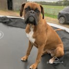 Boxer