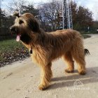 Briard