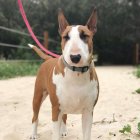 Bull Terrier