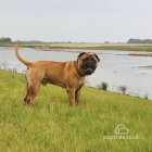 Bullmastiff