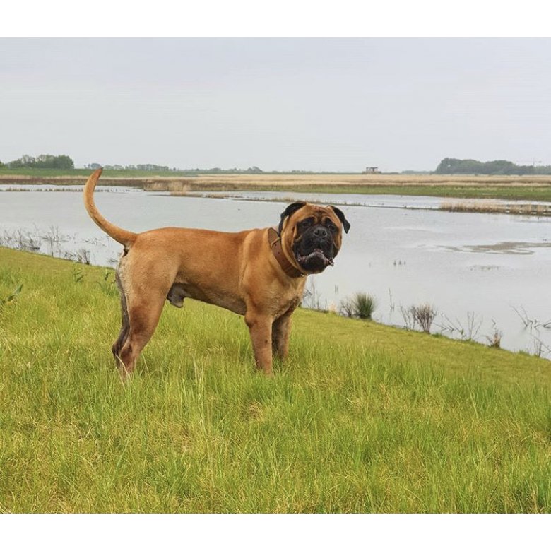 Bullmastiff