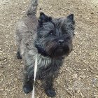 Cairn Terrier