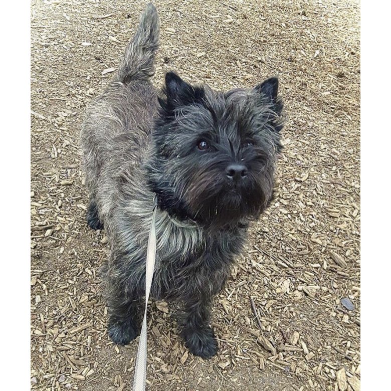 Cairn Terrier