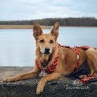 Canaan Dog