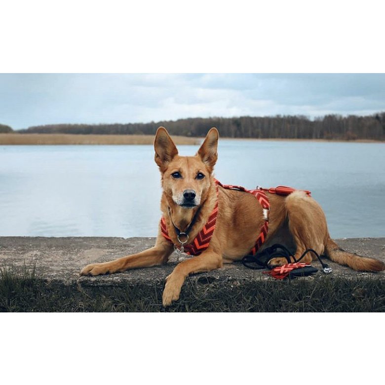 Canaan Dog