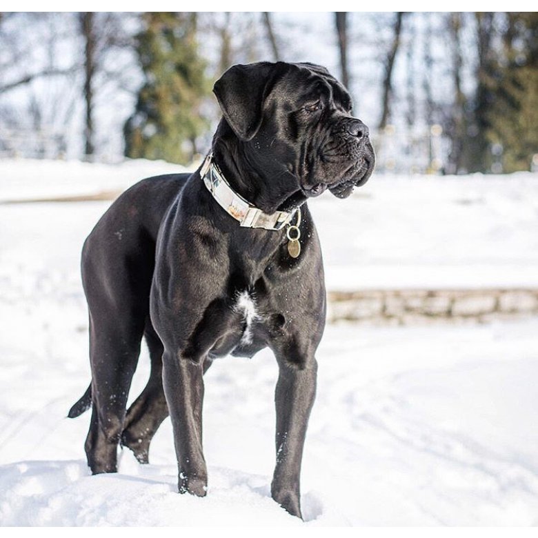 Cane Corso