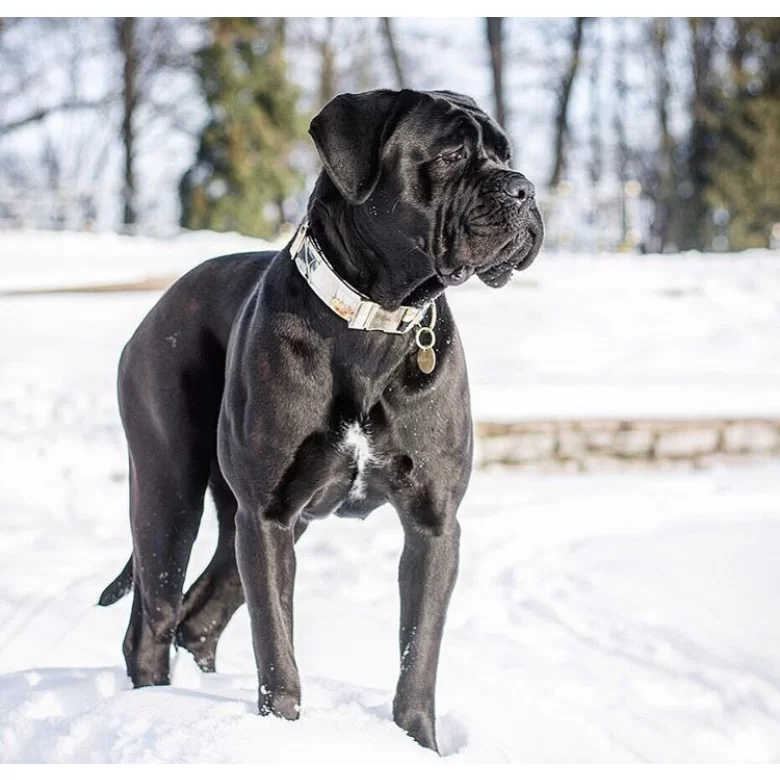Cane Corso Breed Information Owner S Guide Tips Facts