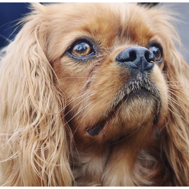 Cavalier King Charles Spaniel