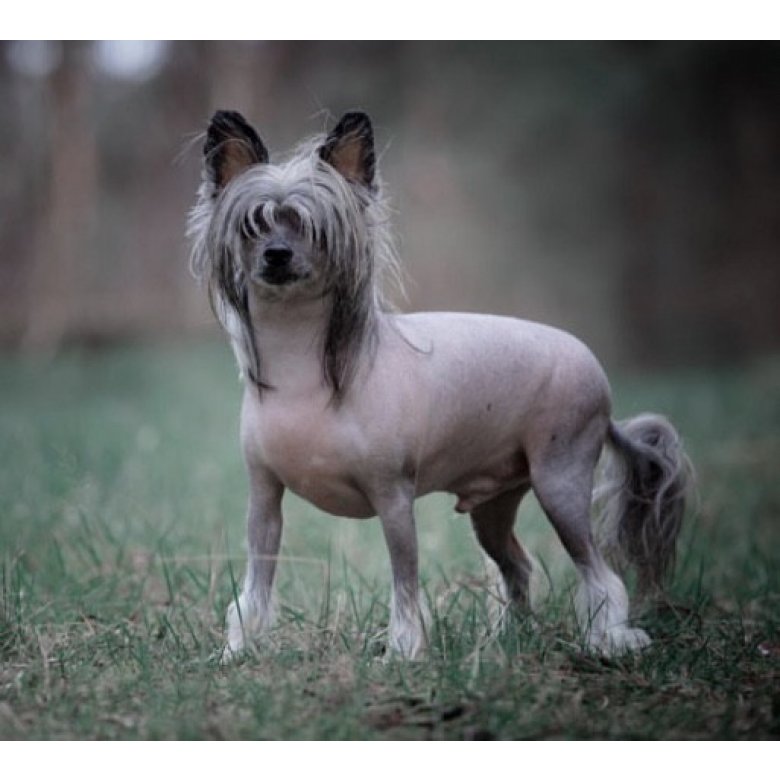 Chinese Crested