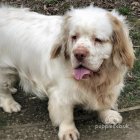 Clumber Spaniel