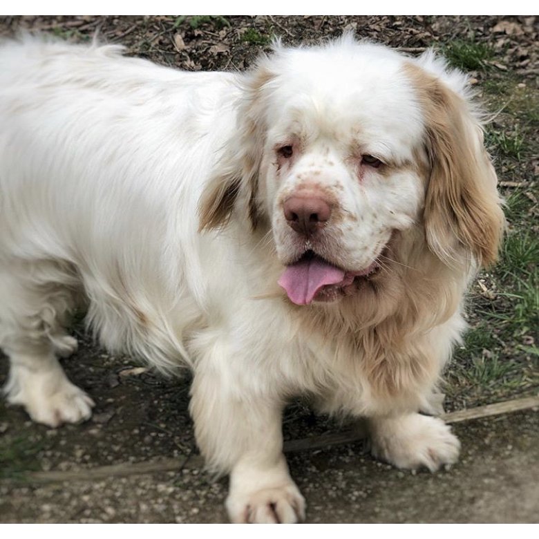 Clumber Spaniel