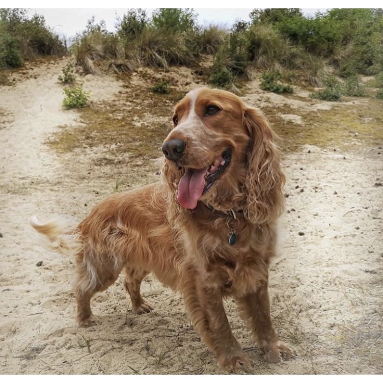 Cocker Spaniel