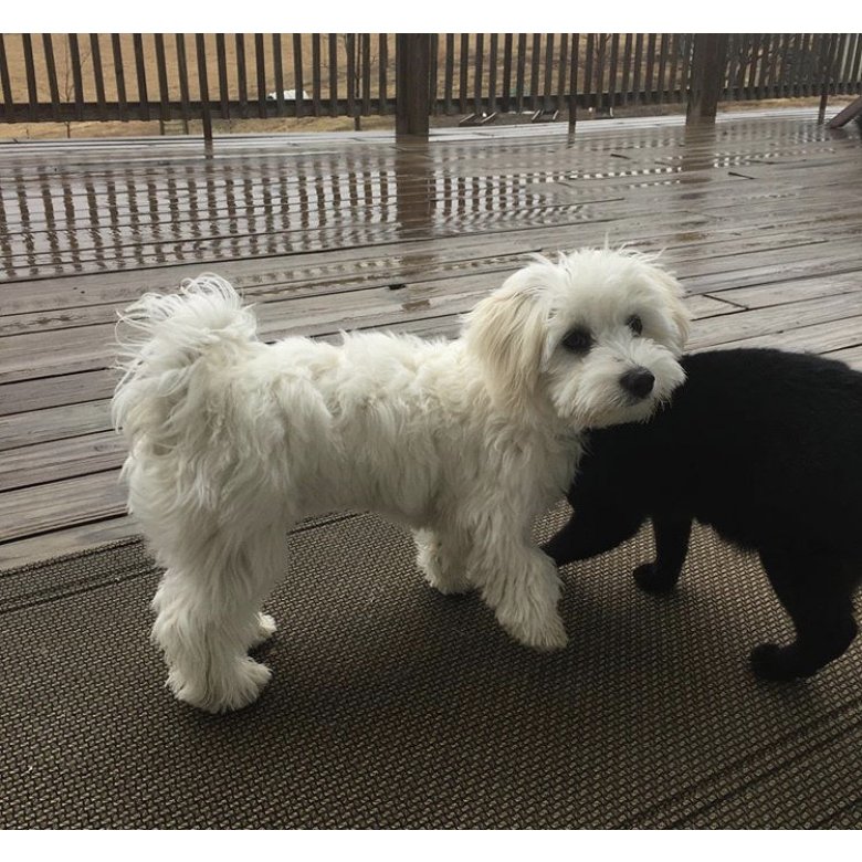 Coton De Tulear