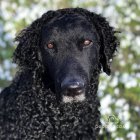 Curly Coated Retriever