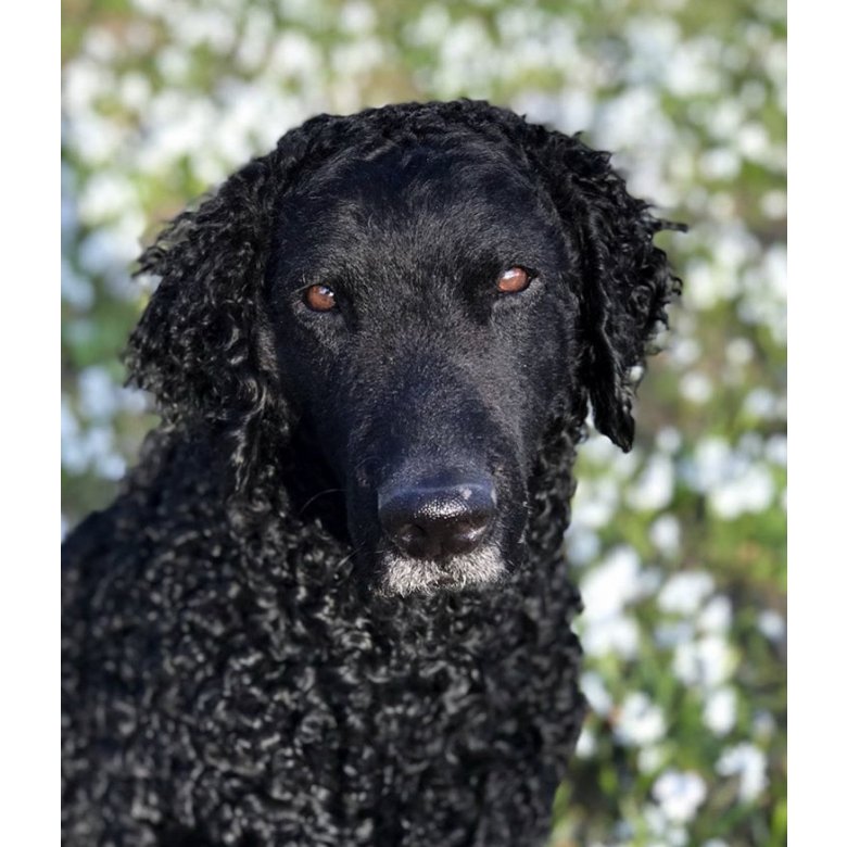 Curly coated deals retriever price