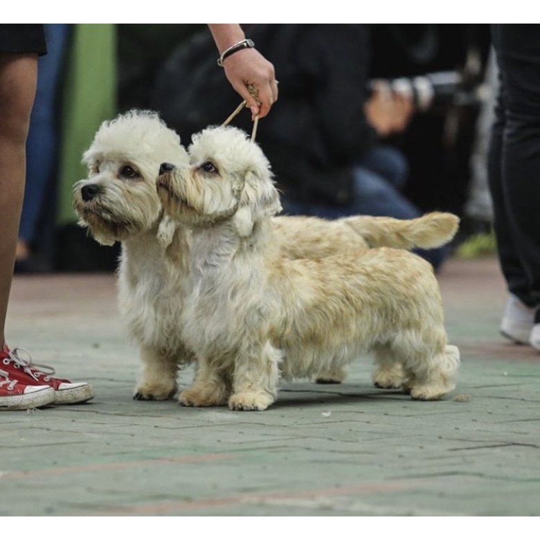 Dandie Dinmont Terrier