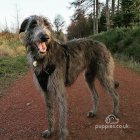 Deerhound