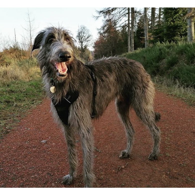 Deerhound