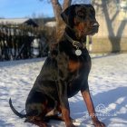 Doberman