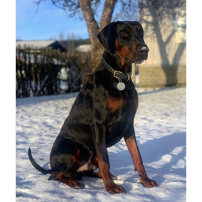 Doberman