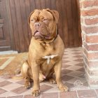 Dogue De Bordeaux