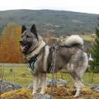 Norwegian Elkhound