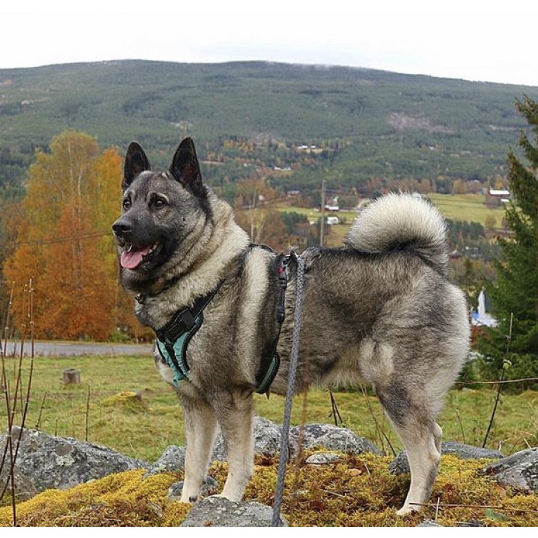 Norwegian Elkhound