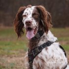 English Setter