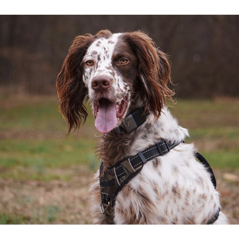 English Setter