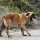 Estrela Mountain Dog