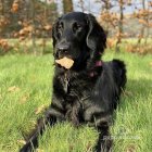 Flat Coated Retriever