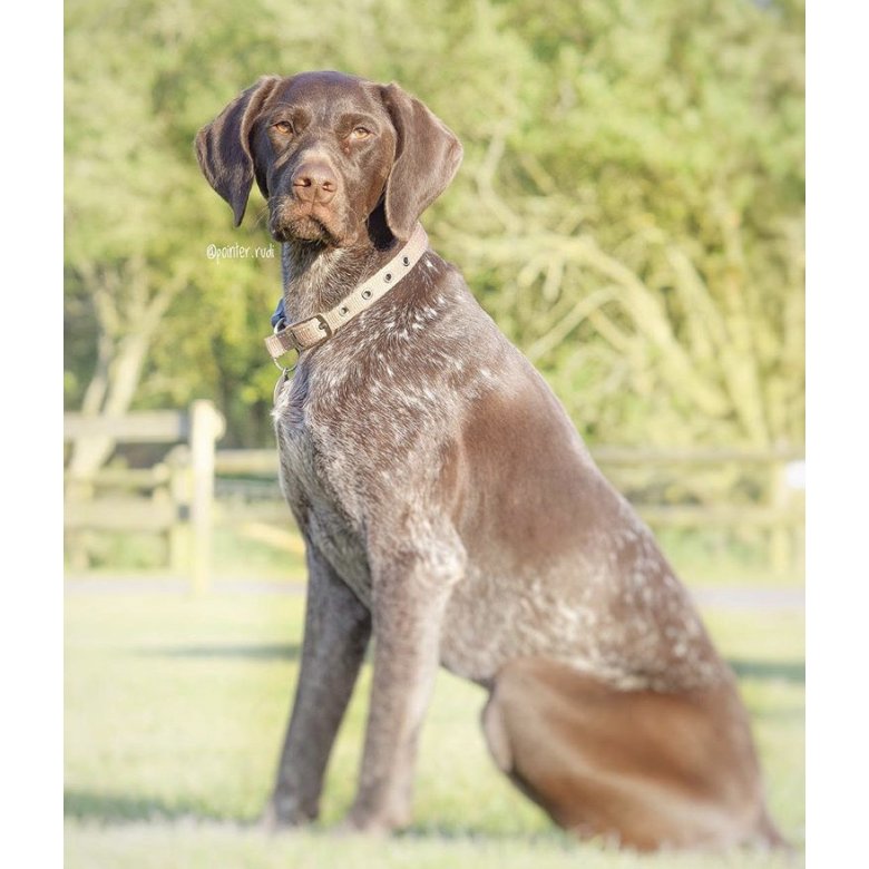 German Pointer