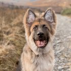 German Shepherd (Alsatian)