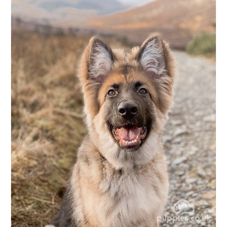 German Shepherd (Alsatian)