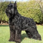 Giant Schnauzer